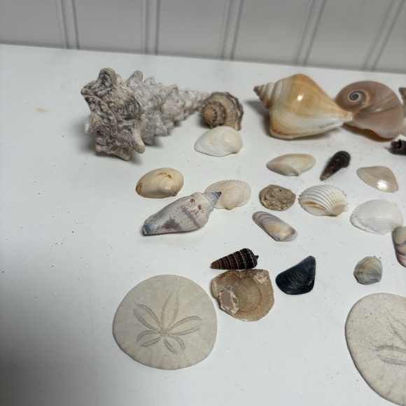Seashells Lot Of 33 Pieces Small Shells Clam Scallop Snail Conch NO Sand Dollars - Picture 2 of 5